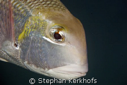 bigeye emperor (monotaxis grandoculis) taken in Na'ama Bay. by Stephan Kerkhofs 